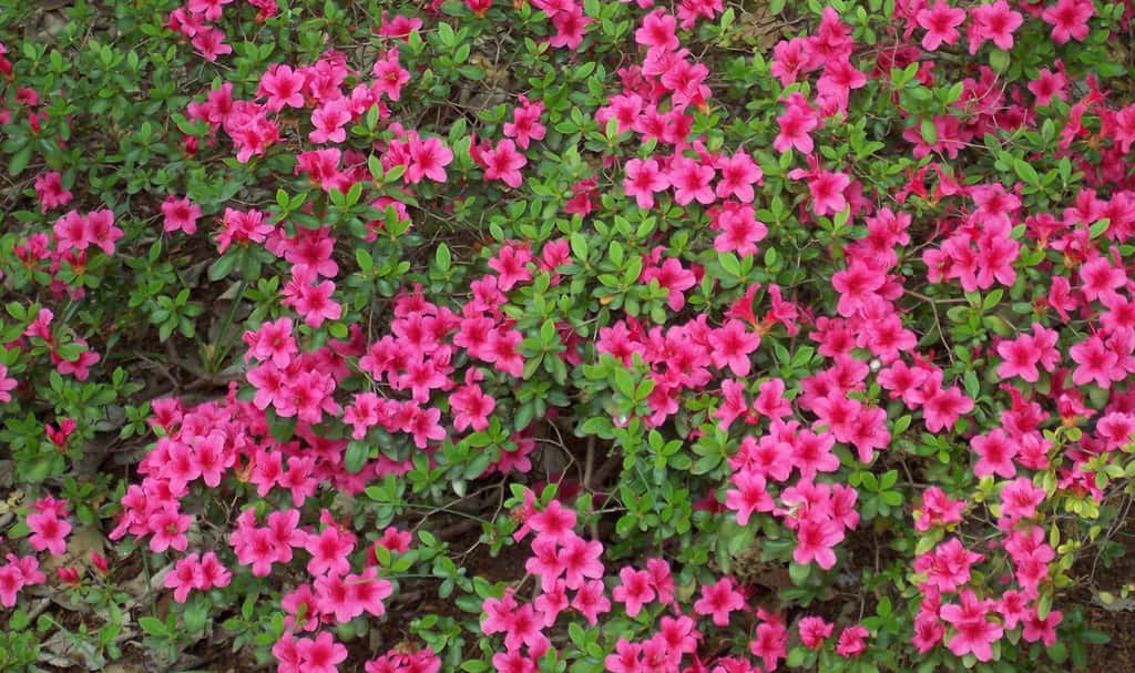 Azalée du Japon (Rhododendron obtusum) : floraison et entretien