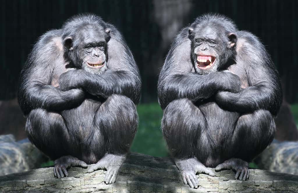 Les anthropologues pensent que le rire est né chez l’humain dans des comportements de jeu. Une hypothèse émise par des observations de rire chez de nombreuses espèces de primates. © Kletr, Adobe Stock