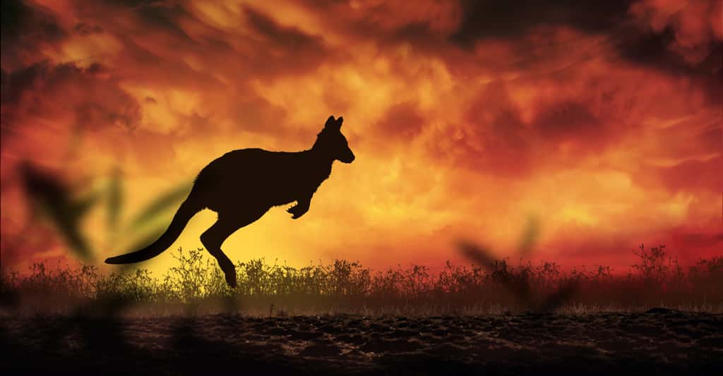 Les incendies qui ravagent l’Australie depuis le mois de septembre ont déjà fait 28 morts et détruit plus de 10 millions d’hectares de forêt et 2.000 maisons. Les experts les voient comme une conséquence des phénomènes météorologiques extrêmes tant redoutés par le <em>Global Risks Report</em> 2020. © ginettigino, Adobe Stock