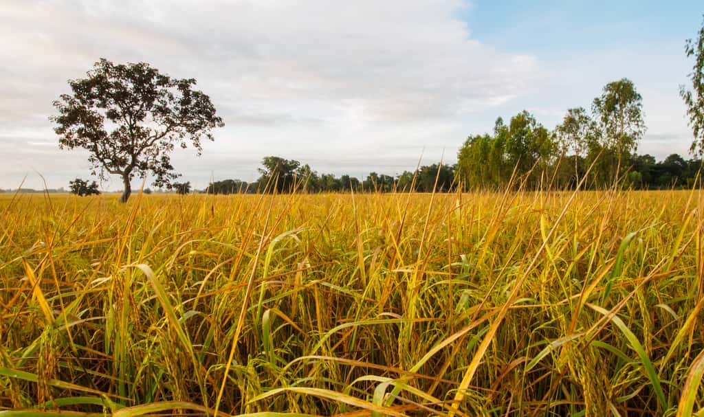 Riz hybride, riz OGM : de quoi s'agit-il ? © dokmaihaeng, Fotolia