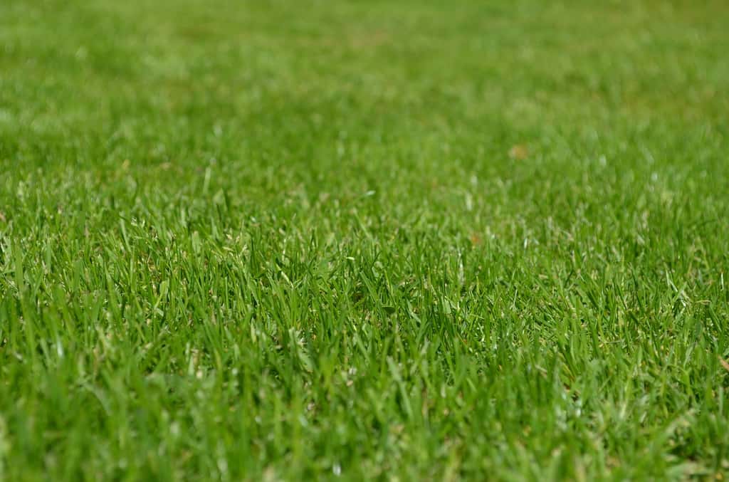 Les robots tondeuses utilisent la technique de tonte dite de mulching qui consiste à couper la partie supérieure du brin d'herbe en très petites sections qui retombent au sol pour former un fertilisant naturel. © Huskyherz, CC0 DP via Pixabay
