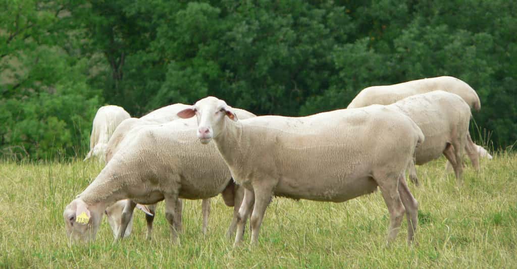 En établissant des règles pour la production de Roquefort, on participe à la conservation des brebis de la race Lacaune. © Deviers. fabien, Wikipédia, CC by-sa 3.0