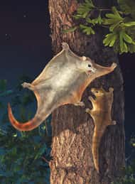 Vue d'artiste de <em>Volitcotherium antiquus</em>. Comme les actuels écureuils volants, il ne faisait que planer pour quitter l'arbre ou passer sur celui d'à côté, peut-être quand arrivait un gigantesque dinosaure mangeur de feuilles. Crédit : Chuang Zhao and Lida Xing