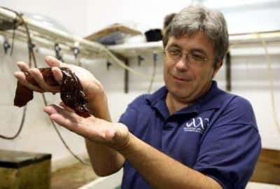 Leonid Moroz, en compagnie d'une aplysie (<em>Aplysia californica</em>), gastéropode fétiche de la neurobiologie. Crédit : Sarah Kiewel/UF HSC News