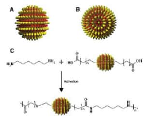 Nanoparticules avec ligands. Crédit :Science 