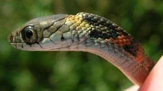 Ce joli petit serpent asiatique, <em>Rhabdophis tigrinus</em>, est venimeux et voleur... Crédit : Alan H. Savitzky