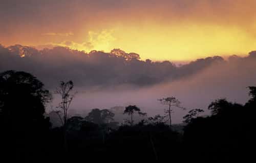 <br />Misty sunset on the Amazonian forests along the Tambopata river. French Guiana <br />&copy; WWF-Canon / Roger LeGUEN 
