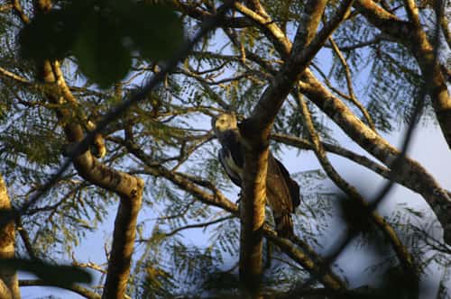 <br />Aigle harpie - <em>Harpia harpyja</em> Amazonas, Brazil.<br />Juruena National Park, Brazil. <br />&copy; WWF / Zig KOCH