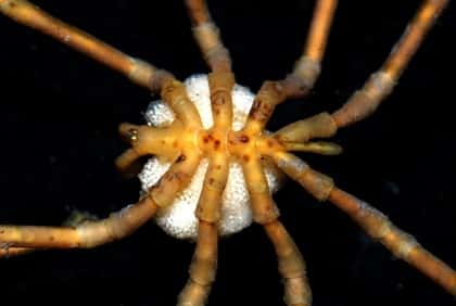 Un pycnogonide, arthropode original, lointain cousin des araignées, des scorpions et des limules. On voit ici un mâle, reconnaissable… aux œufs qu'il porte. Crédit : PJ López-González / AWI