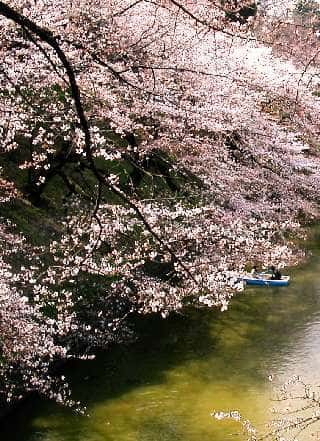 Le Spectacle le plus photographié au Japon : Hanami, dans le Jardin du Parc Impérial de Tokyo (Kitanomaru). Photo : Ambassade du Japon