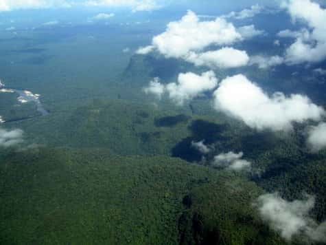 Les forêts tropicales agissent comme un véritable "climatiseur" de la Terre. Qu'en est-il des autres forêts ?
