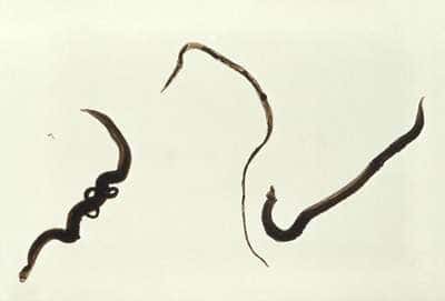 Ver parasite adulte <em>Schistosoma mansoni</em>. Crédit CDC-PHIL Work of US government.