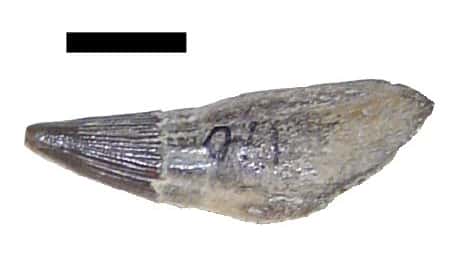 Dent d&#039;ichthyosaure (Platypterygius), retrouvée dans les sédiments de l&#039;Albien d&#039;Angleterre (barre = 1 cm). © A. Bernard, INSU