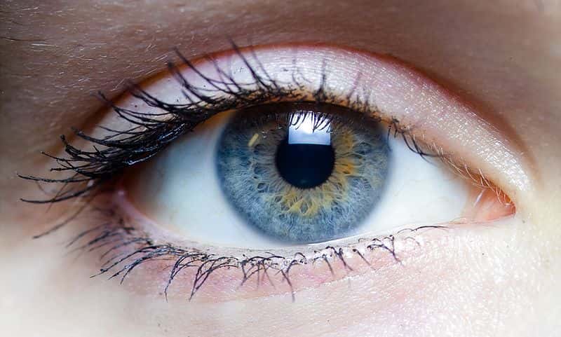 Une des maladies génétiques affectant la vision pourrait être soignée par la thérapie génique. © Laitr Keiows / Licence <em>Creative Commons</em>