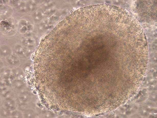 Les cellules souches embryonnaires peuvent être repiquées, afin qu'elles se multiplient plusieurs fois dans un milieu nutritif <em>in vitro</em>. © Inserm