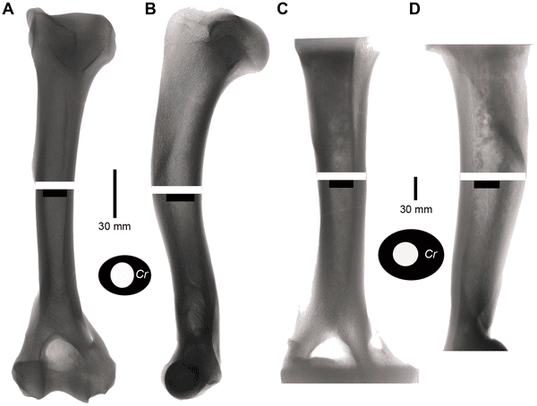 Des humérus de jaguar, à gauche (A et B), et de tigre à dents de sabre, à droite (C et D) ont été comparés par analyse aux rayons X. Ceux du smilodon ont un diamètre et une épaisseur d'os plus élevés, synonymes d'une résistance accrue. © Université de Californie / <em>Plos One</em>