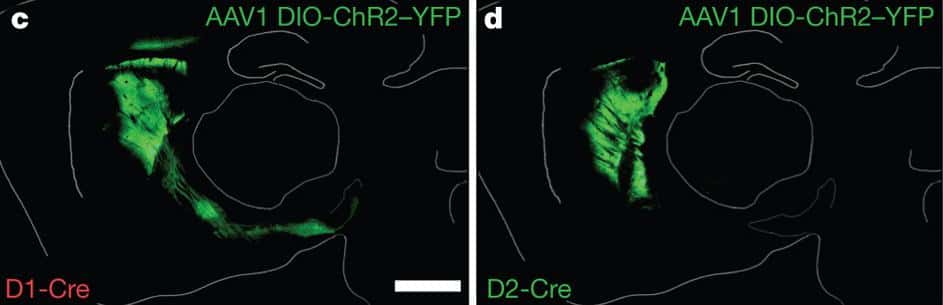Coupes du cerveau des souris génétiquement modifiées par l'insertion du gène ChR2. A gauche, l'expression du gène (vert) dans la voie de signalisation directe, à droite dans la voie de signalisation indirecte. © <em>Nature</em>