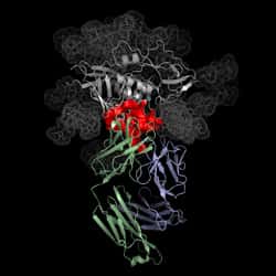 Structure tridimensionnelle de l'interaction entre l'anticorps VRC01 (bleu et vert), et le virus du Sida (rouge et gris). Cette structure permettra aux chercheurs d'identifier la zone importante impliquée dans l'interaction entre les deux molécules. © NIAID VRC / <em>Science</em>
