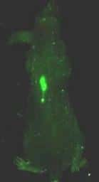 Les nanoparticule mésoporeuses de silice (MSN) injectées dans des souris présentant des tumeurs se localisent principalement au niveau du tissu cancéreux (masse verte). © UCLA / <em>Small</em>