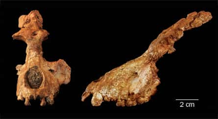 Le crâne de <em>Saadanius hijazensis</em>, retrouvé en Arabie Saoudite, vu de face et de profil, comporte des caractéristiques qui correspondent à un ancêtre commun des singes et des hominoïdes. © I. Zalmout et W. Sanders / <em>Nature</em>