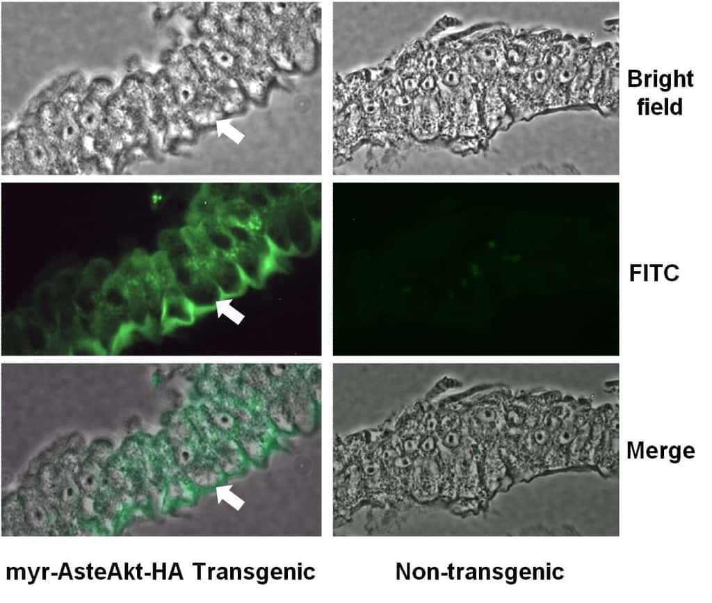 Images de l'intestin de moustiques transgéniques exprimant la protéine Akt (à gauche) et non-transgéniques (à droite). La protéine Akt est visualisée par immunolocalisation grâce à des anticorps fluorescents spécifiques (vert). Les flèches montrent les membranes cellulaires de l'épithélium. Les images du bas sont une superposition des deux images supérieures, prises au microscope optique (haut) et à fluorescence (milieu). © Université d'Arizona / <em>Plos Pathogen</em>