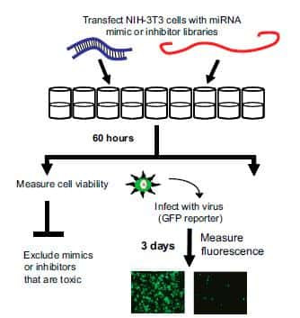 Stratégie du criblage de l'effet des microARN sur l'infection virale. Le mime (bleu) ou le piège (rouge) du microARN est inséré dans les cellules animales. Après 60 heures, la toxicité des microARN est vérifiée (à gauche), puis les cellules sont infectées par du virus fluorescent (à droite). Trois jours plus tard, la fluorescence des cellules est mesurée. © Université d'Edimbourg / <em>PNAS</em>