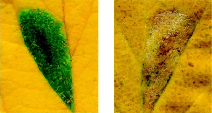 Alors que le halo vert entoure l'insecte pourvu de bactéries endosymbiontiques (à gauche), les insectes en étant dépourvus ne sont pas capables de modifier la physiologie de la plante à leur avantage (à droite). © Université de Tours / <em>Proceedings of the Royal Society B</em>