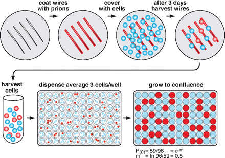 Le <em>scrapie cell assay</em> permet de déterminer la présence de prions infectieux, même en faible quantité. Si les câbles d'acier sont couverts de prions (barres rouges), les cellules nerveuses (ronds bleus) en contact peuvent être contaminées (ronds rouges). Après récupération des cellules, séparation dans des puits et croissance en milieu nutritif, les cellules d'un même puits sont toutes contaminées. Il suffit alors d'injecter les cellules dans des cerveaux de souris et de contrôler l'apparition de la maladie pour vérifier la présence de prions dans l'échantillon de départ. © <em>PNAS</em>