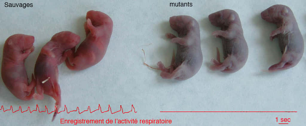A la naissance, les embryons sauvages respirent normalement (à gauche) mais pas les embryons mutants (à droite). © Laurent Fasano / IBDML / CNRS