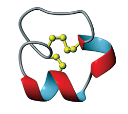 L'&#945;-conotoxine circularisée grâce à l'ajout de quelques acides aminés. En jaune sont représentés les ponts disulfures au sein de la protéine. © <em>Angewandte Chemie International Edition</em>