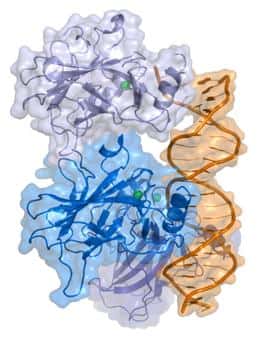 La protéine p53 est un des piliers du contrôle cellulaire, grâce à ses propriétés de facteur de transcription. Les protéines exprimées grâce à elle peuvent réparer la cellule ou bien provoquer sa mort par apoptose. © Thomas Splettstoesser