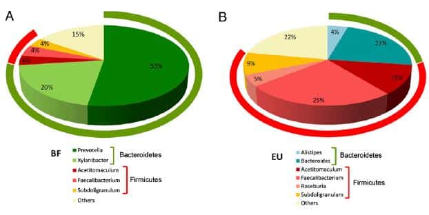 Les bactéries des enfants burkinabés (BF) sont composées de plus de <em>Bactéroidètes</em> que de <em>Firmicutes</em>. Chez les enfants européens (EU), c'est l'inverse. © <em>PNAS</em>