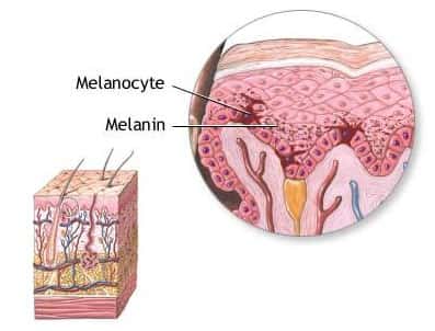 Dans l'épiderme, les mélanocytes (cellules foncées) sont peu nombreuses, mais sécrètent de la mélanine et la diffusent aux cellules aux alentours (cellules claires). Crédits DR