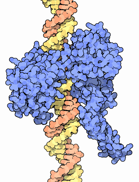 La topoisomérase (bleu) permet d'enrouler ou de dérouler les molécules d'ADN (orange et jaune) lors de la réplication ou de l'expression des gènes. L'enzyme est essentielle à la survie des bactéries. Crédits DR