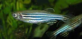 Le poisson zèbre, <em>Danio rerio</em>, est aussi capable de régénération. © Wikimedia <em>Commons</em>