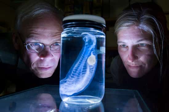 Les deux chercheurs, Larry Madin et Kelly Rakow Sutherland, admirent une salpe. © Tom Kleindinst / WHOI