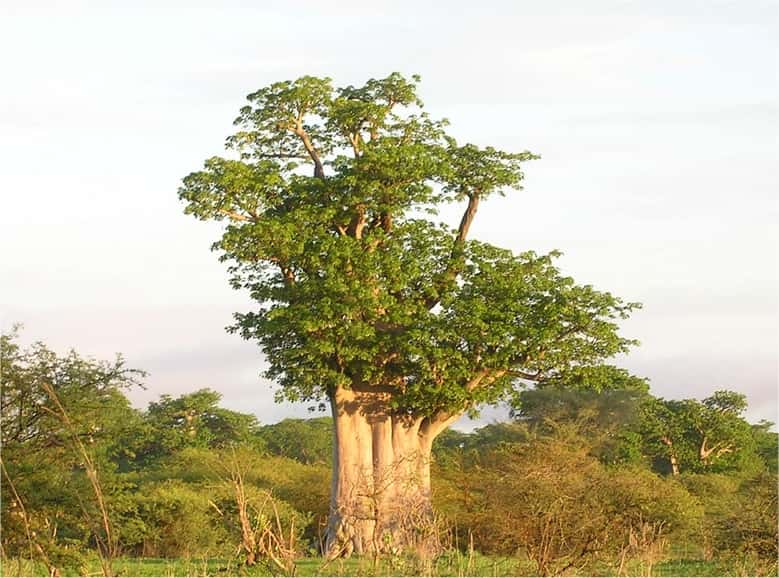 Un arbre au port majestueux et au tronc imposant. On trouve 8 espèces de <a href="http://www.inecoba.fr/index.php/articles-et-dossiers-publies/120-mal-connu-et-menacle-baobab-mte-de-lattention" title="Mal connu et menacé, le baobab mérite de l’attention" target="_blank">baobabs</a>, à Madagascar, en Afrique, à Mayotte et en Australie. © Sébastien Garnaud