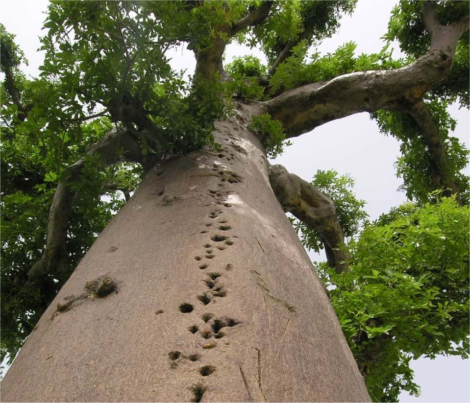 Le baobab est un géant humide. Son bois est gorgé d'eau, que l'on peut récupérer. L'arbre est donc un très mauvais bois de chauffage, ce qui le sauve souvent de la machette. © Sébastien Garnaud
