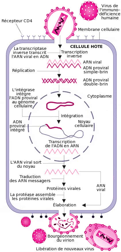 Le cycle du virus du Sida, de son entrée dans la cellule jusqu'à la production de nouveaux virions qui sont ensuite relargués dans l'organisme. L'étape qui nous intéresse ici est l'intégration du génome viral sous forme d'ADN (trait rose épais) dans le génome cellulaire (trait violet fin) grâce à l'intégrase du virus. © Wikimedia <em>Commons</em>