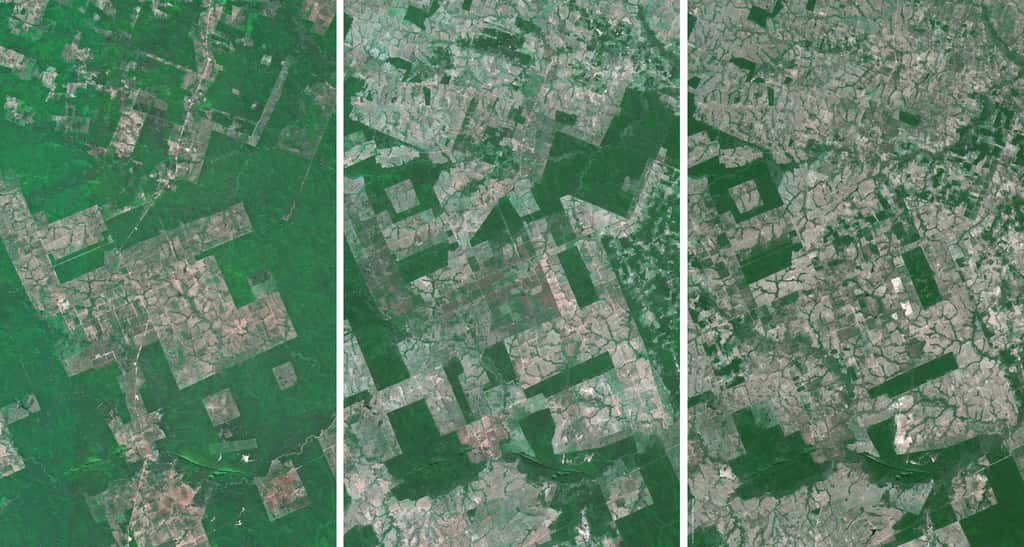 Trois images, prises par satellite, de la forêt amazonienne acquises respectivement en 1986, 1998 et 2005. La série illustre l'importance de la déforestation. © Cnes (distribution Spot Image)