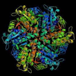 Alors que la structure de la protéine BRCA2 est en attente, celle de son partenaire, la protéine RAD51 (de la levure <em>Saccharomyces cerevisiae</em>), est déjà connue. © <em>Protein Data Base</em>