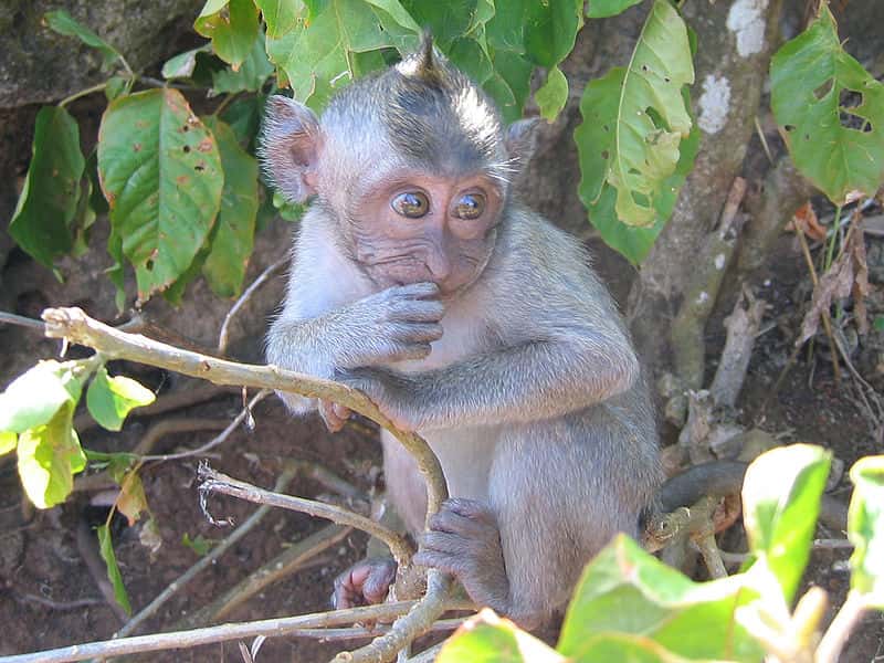 Le macaque crabier, utilisé en recherche médicale, est sensible à l'infection par les virus Ebola et Marburg. Crédits DR