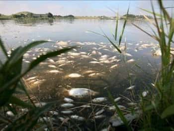 Le nombre de poissons retrouvés morts dans le fleuve Amazone est sans précédent. De futures études devraient permettre d'en connaître la cause exacte. Crédits DR