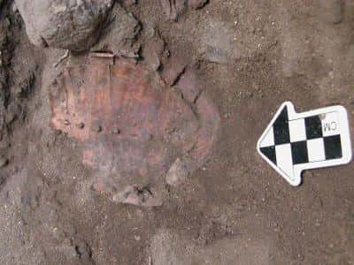 Un des restes d'une carapace de tortue retrouvée dans une fosse à Hilazon Tachtit Cave en Israël. La chair de toutes les tortues retrouvées ont permis de nourrir au moins 35 personnes, un beau festin pour l'époque. © Natalie Munro