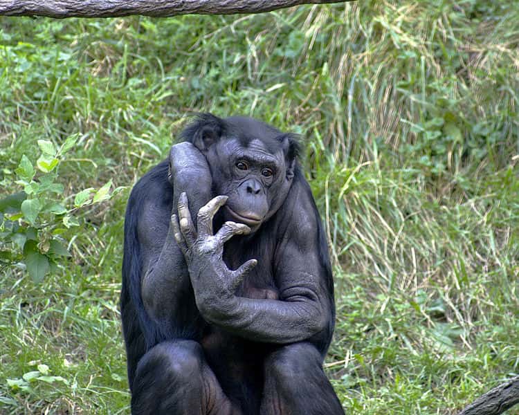 Les mâles accrochés aux jupons de leur mère ont étonnamment beaucoup de succès auprès des jeunes femelles bonobos. © Wikimedia <em>Commons</em>