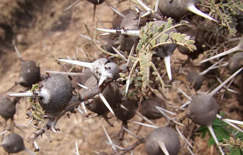 <em>Acacia drepanolobium</em> offre des épines en forme de globe aux fourmis du genre <em>Crematogastern</em>, qui en font leur gîte. © Pharaoh han / Licence <em>Creative Commons</em>