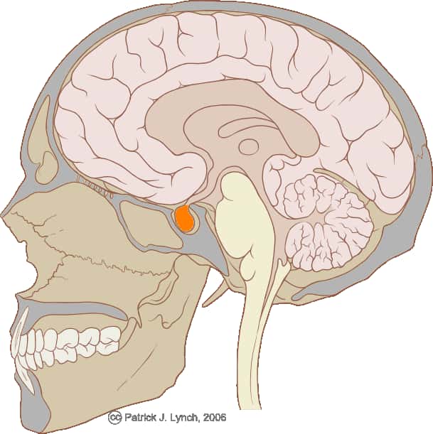 L'hypophyse (en orange) est une petite glande au sein du cerveau, responsable de la sécrétion des hormones fertilisantes. © Patrick J. Lynch / Licence Creative Commons