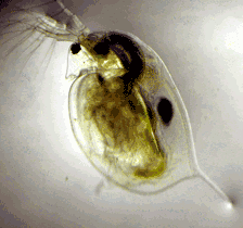 La daphnie est un petit crustacé (de 1 à 5 millimètres) faisant partie de la famille du zooplancton. © Wikimedia <em>Commons</em>