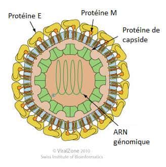 Représentation schématique du virus de la dengue. Les protéines E et M sont ancrées dans l'enveloppe, qui entoure l'ARN génomique, lui-même encapsidé par les protéines de capside. © ViralZone