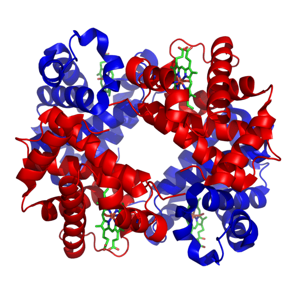 L'hémoglobine est constituée de deux chaînes de la α-globine (rouge) et de deux chaînes de la β-globine (bleu). Les atomes de fer sont au centre des structures « hèmes » (en vert). © Wikimedia <em>Commons</em>